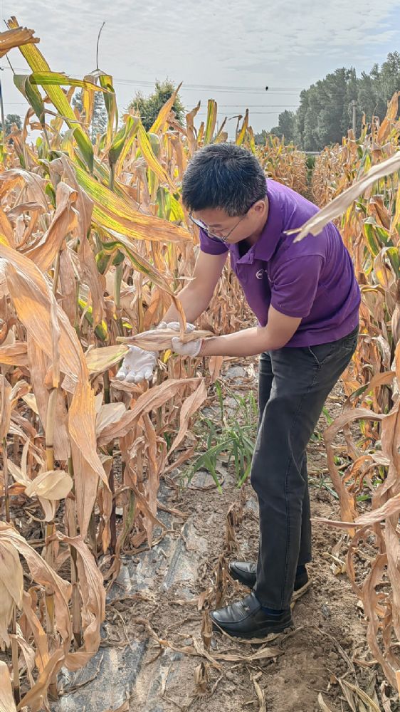 制种玉米持续旱情，澳飞莱助力抗旱减损