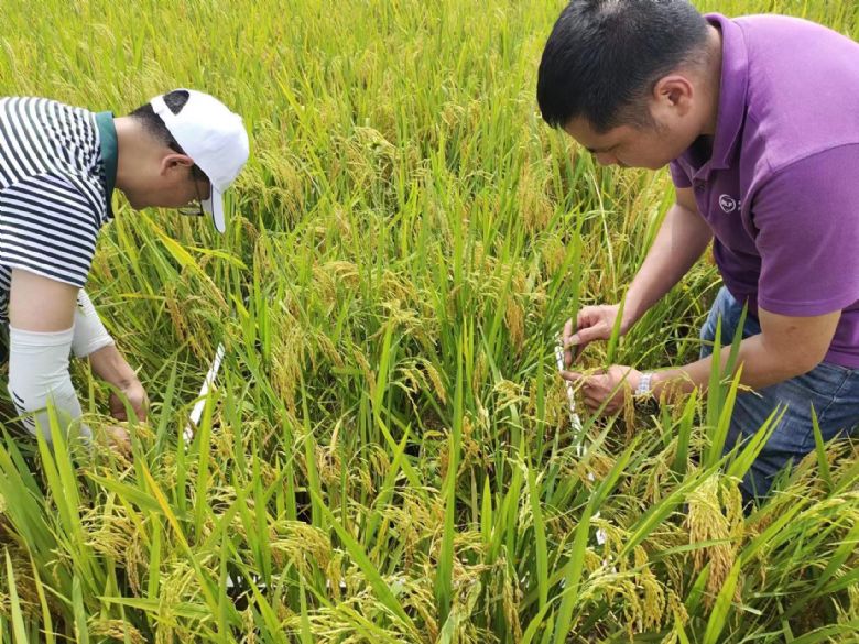 亩增收益超200元，尤美®特佳助力水稻增产增收